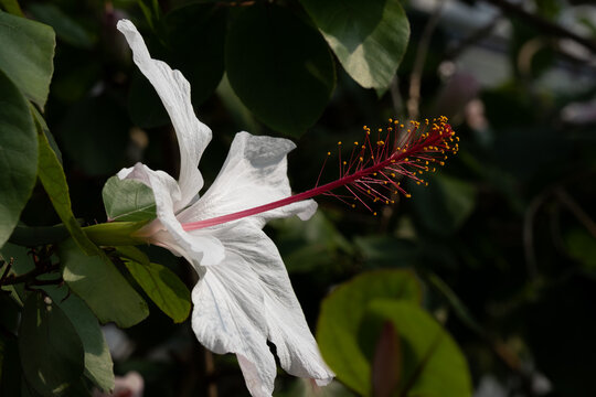 南国の花 Images Browse 497 Stock Photos Vectors And Video Adobe Stock