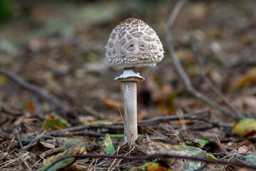 Parasol Mushroom Macrolepiota procera Growing in a Woodland
