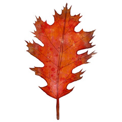 Watercolor Autumn Leaf