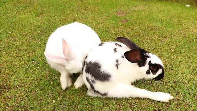 Adult rabbits sit in parks in summer on green grass in Ukraine, an animal