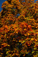 Autumn trees 