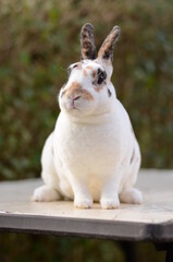 Zwergrex Dalmatiner dreifarbig Kaninchen
