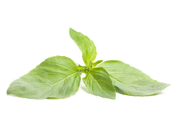 fresh green basil leaves isolated on white background.
