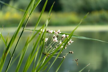 Summer vegetation by the river