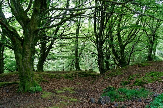 Forest Walk, The Trossachs National Park