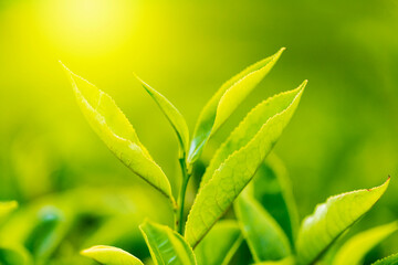 Fototapeta na wymiar Tea leaves at a plantation in the beams of sunlight. Background natural green plants landscape, ecology, fresh wallpaper concept