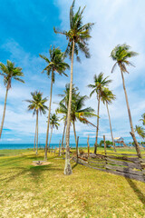 Gorgeous landscape of tree palms on the beach