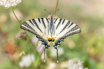 Scarce Swallowtail (Iphiclides podalirius) foraging for nectar on a flower in a garden.