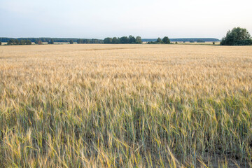 Panorama of a rye field. Rural landscape on a bright sunny day.