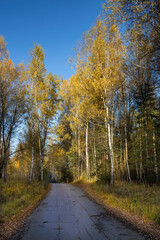 Obraz premium Road through yellow trees. Bright sunny day in the autumn forest.