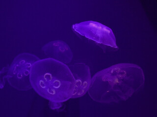 Jellyfish in aquarium