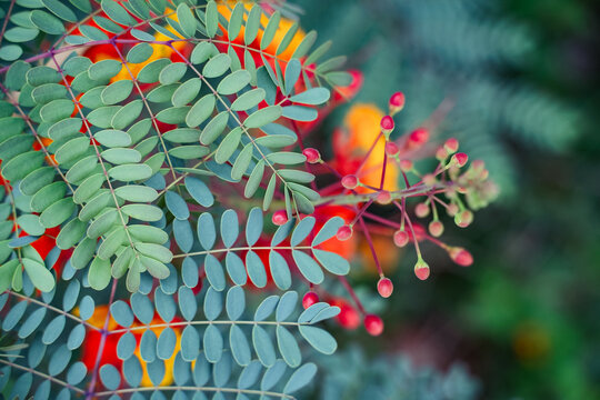 pride of barbados Plant Caesalpinia Pulcherima small leaf texture background