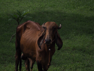 cow in the field