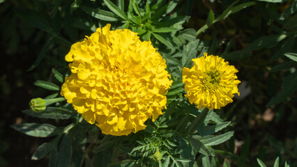 Yellow flower buds, marigolds in the flower bed, floral background