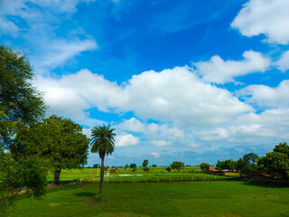 palm trees and sky