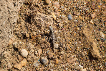 close-up lizard camouflaged on stone
