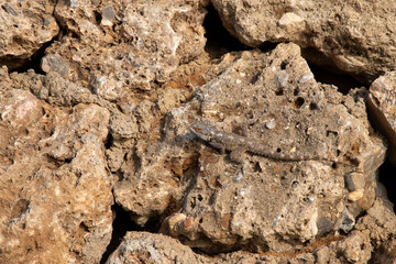 close-up lizard camouflaged on stone