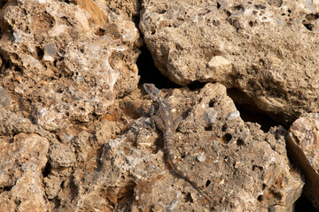 close-up lizard camouflaged on stone