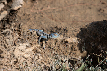 close-up lizard camouflaged on stone
