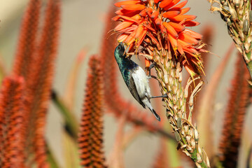Sunbird looking for nectar on an Aloe plant, South Africa