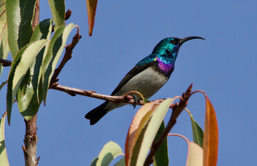 White-bellied Sunbird, Kruger National Park, South Africa