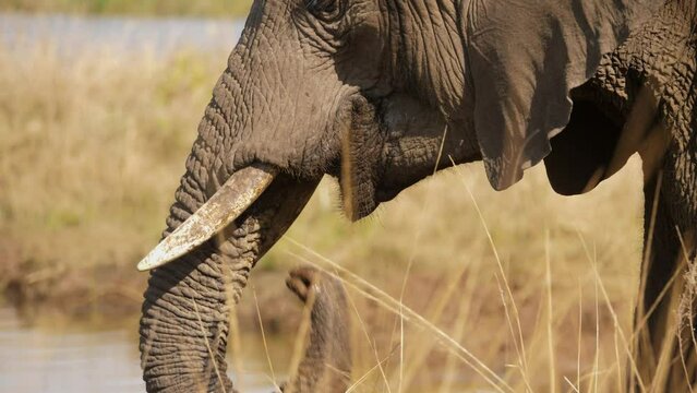 African elephant drinks water then walks away through long, dry grass. Close up of face