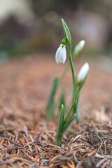 first snowdrop in the forest, close-up. 