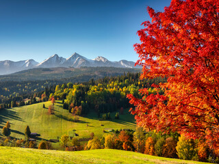 Beautiful autumn with a red tree under the Tatra Mountains at sunrise. Slovakia - obrazy, fototapety, plakaty
