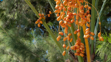 Date palm with dates, bunch of fruit, dried fruit