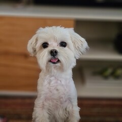 jack russell terrier