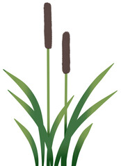 Reed mace cat tails plant 2 size painting
