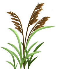 Reed mace cat tails wilted plant painting