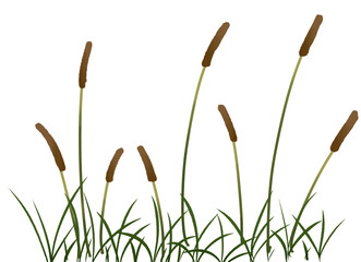 Set of Reed mace cat tails painting background