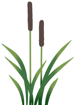 Reed Mace Cat Tails Plant 2 Size Painting