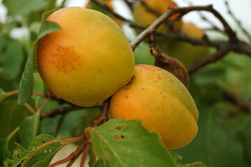coppia di albicocche in maturazione primo piano sui rami di albero