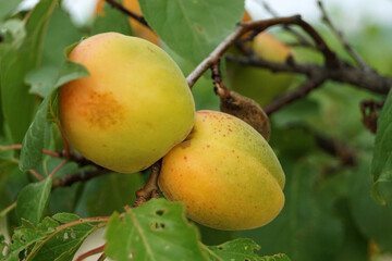 Primo piano frutti di albicocca in maturazione sull'albero