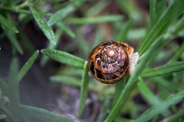 Chiocciola su foglie verdi di rosmarino in aperta campagna