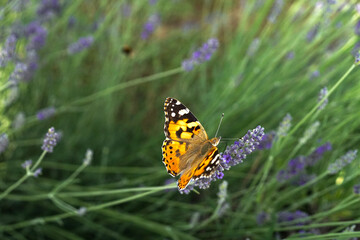 Farfalla si posa su fiore di lavanda nel  giardino 