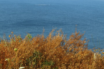 Green plants and flowers on the shores of the Mediterranean Sea in northern Israel.