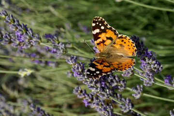 Farfalla vola su campo fiorito di lavanda