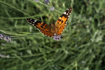 volo di farfalla su campo verde