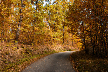 Naklejka na ściany i meble Road in the autumn forest.