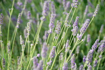 Fiori di lavanda in estate primo piano