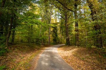 Fototapeta premium Road in the autumn forest.