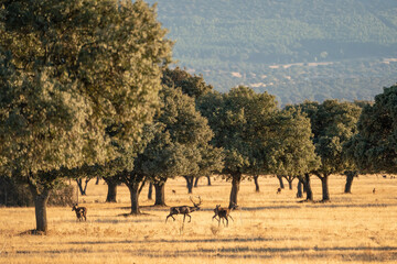 Fototapeta premium Beautiful landscape of a forest of oaks and a deer chasing the hinds in the bellowing in the cabañeros national park in Ciudad real, Spain