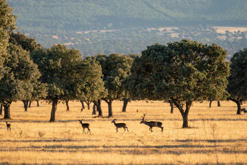 Beautiful landscape of holm oaks and a deer chasing the hinds in the bellowing in the Cabañeros...