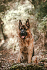 Jeune berger allemand 