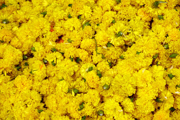 Beautiful and colorful flowers as background.