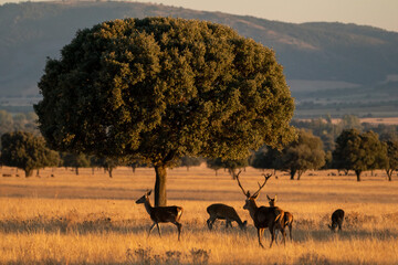 Beautiful portrait of a herd of deer walking among oaks in the bellowing in Cabañeros National Park in Ciudad Real, Spain