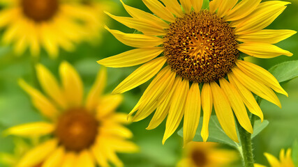 Obraz premium ヒマワリの花（Sunflower）